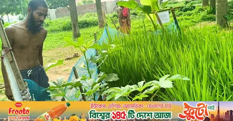 ইট-পাথরের শহরে উদ্যান, তার মাঝেই এক টুকরো ধানক্ষেত